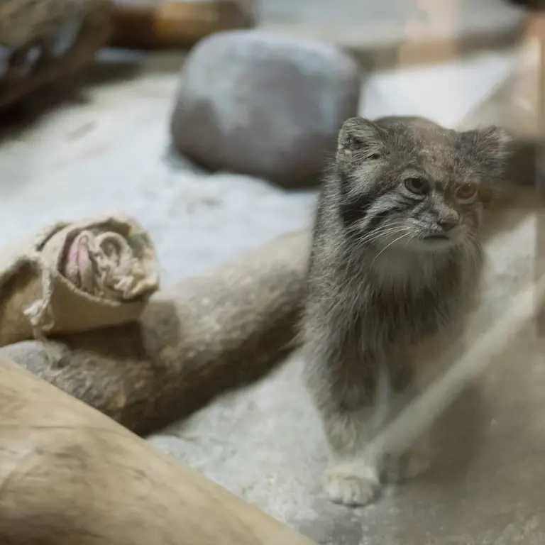 恩賜上野動物園のクリョンの写真