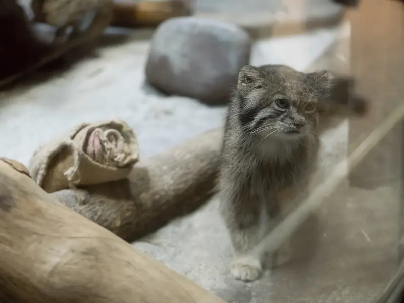 恩賜上野動物園のクリョンの写真
