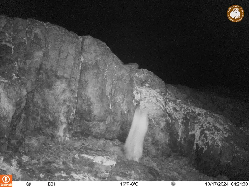 アクタス＝クンコラ［新］カメラトラップで撮影したOtocolobus manul manulの写真