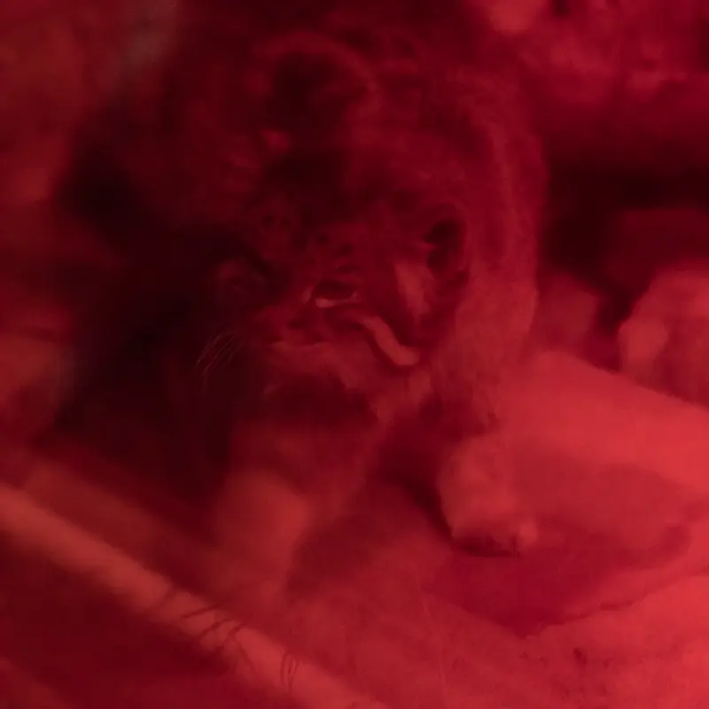 恩賜上野動物園のナイマの写真