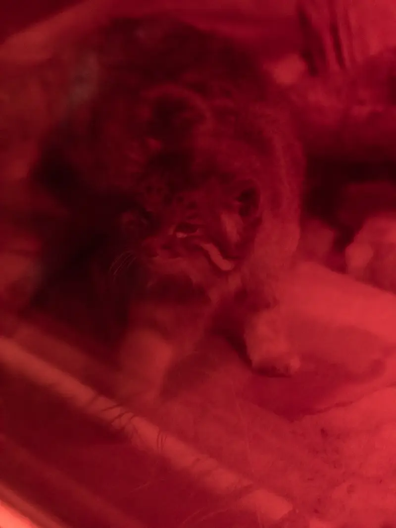 恩賜上野動物園のナイマの写真