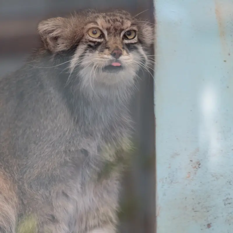 神戸市立王子動物園のイーリスの写真