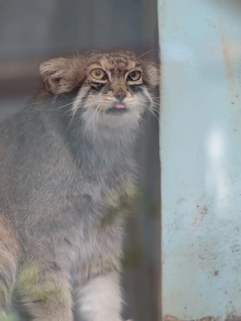 神戸市立王子動物園のイーリスの写真