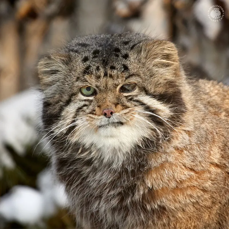 ノヴォシビルスク動物園のカラガンダの写真