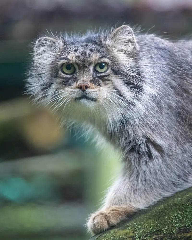 ウッチ動物園のパッツォの写真