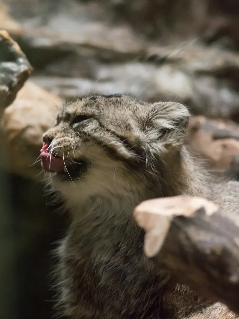 恩賜上野動物園のプリームラの写真