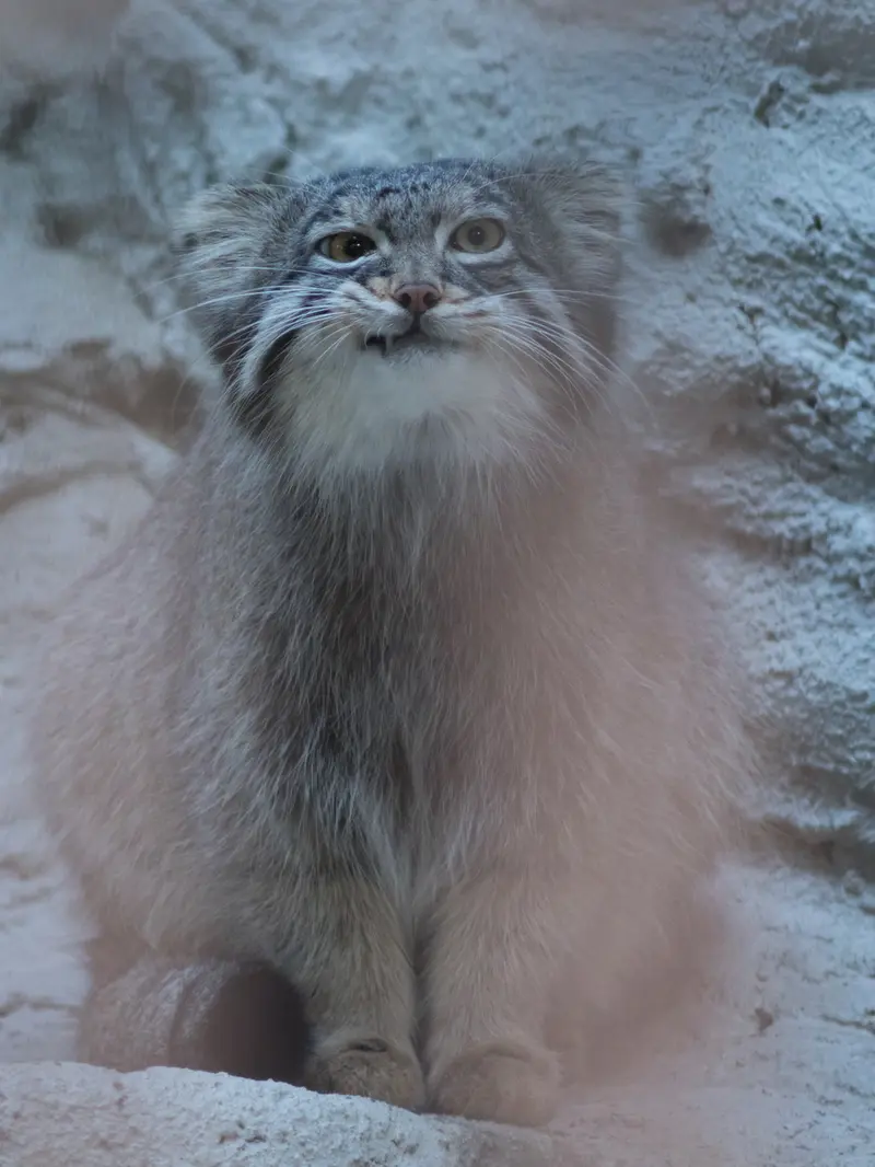 野毛山動物園のフィーガの写真