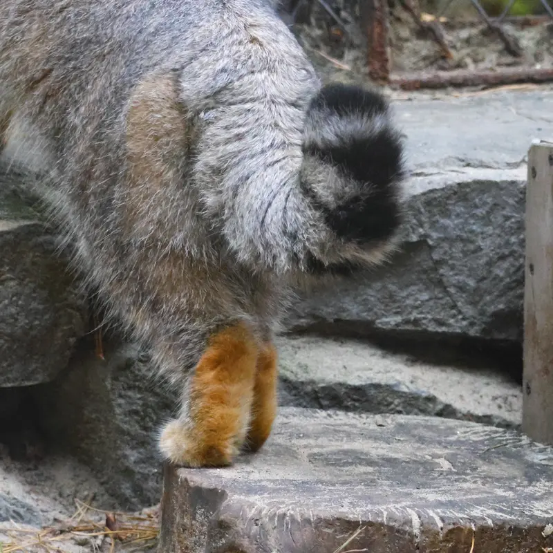 ノヴォシビルスク動物園のルフの写真