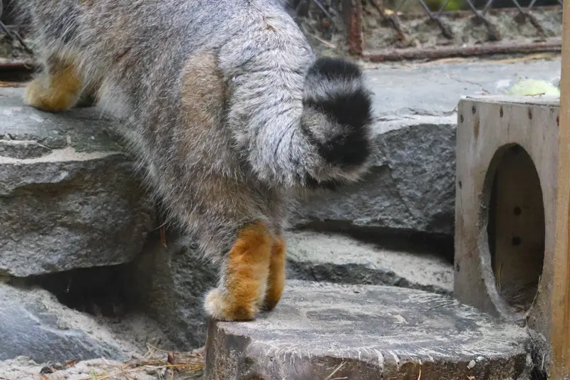 ノヴォシビルスク動物園のルフの写真
