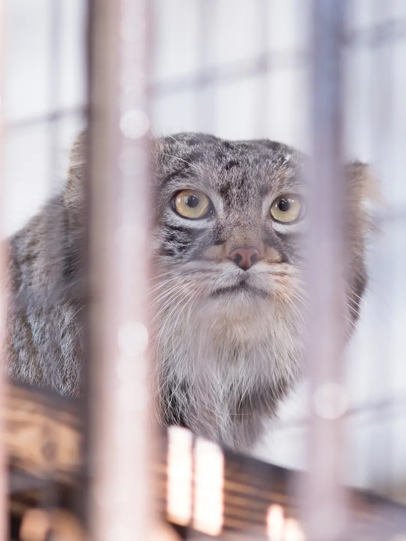 野毛山動物園のフィーガの写真