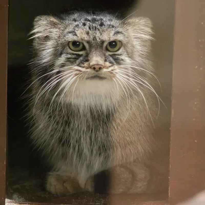 恩賜上野動物園のサフランの写真