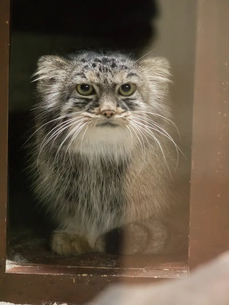 恩賜上野動物園のサフランの写真