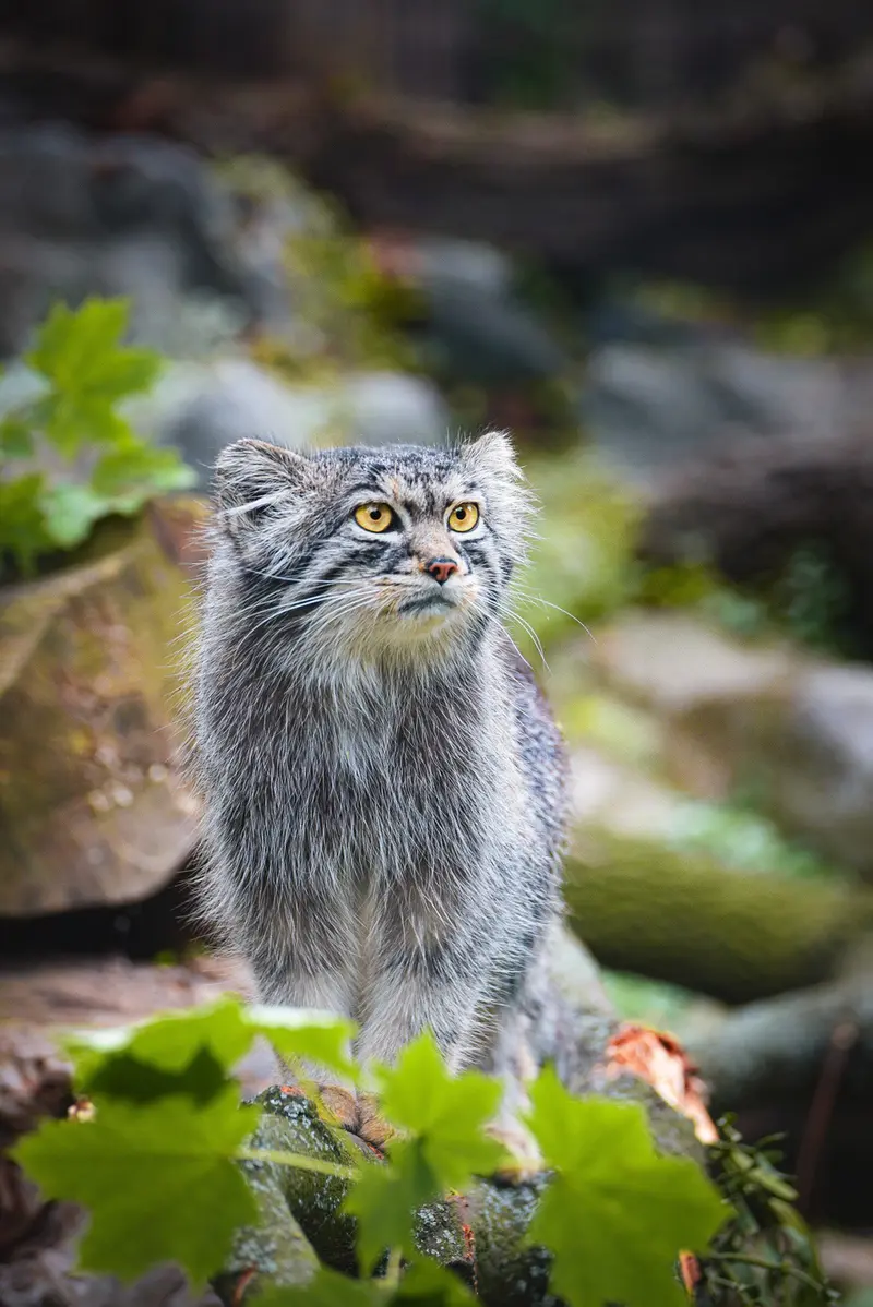 ヴロツワフ動物園のクビの写真