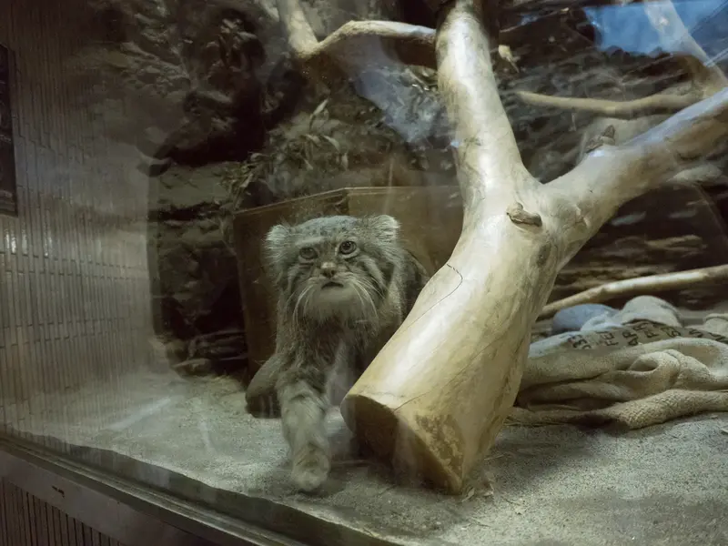 恩賜上野動物園のクリョンの写真