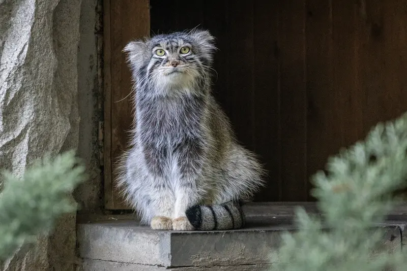 モスクワ動物園のティモフェイの写真