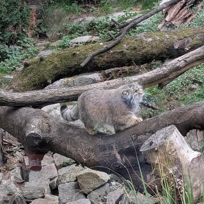 ヴロツワフ動物園のクビの写真