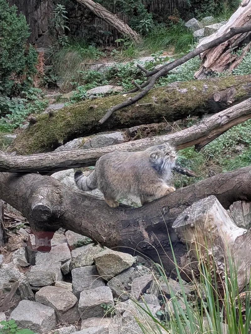ヴロツワフ動物園のクビの写真