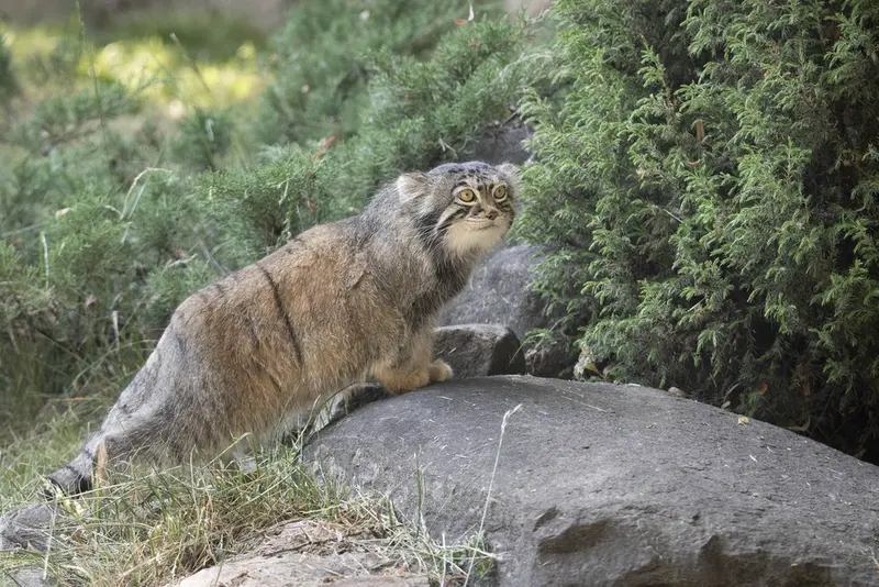 モスクワ動物園のティモフェイの写真