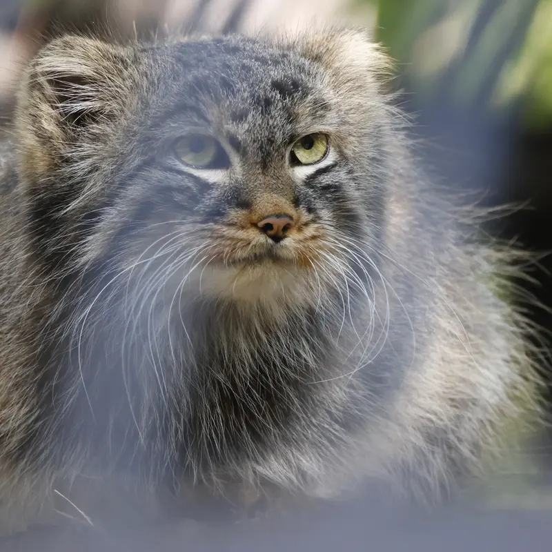 ノヴォシビルスク動物園のレオンの写真