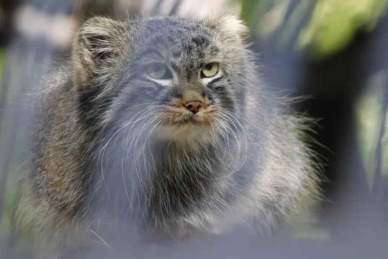 ノヴォシビルスク動物園のレオンの写真