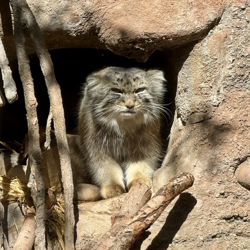 ユタズ・ホグル動物園のフィラリスの写真