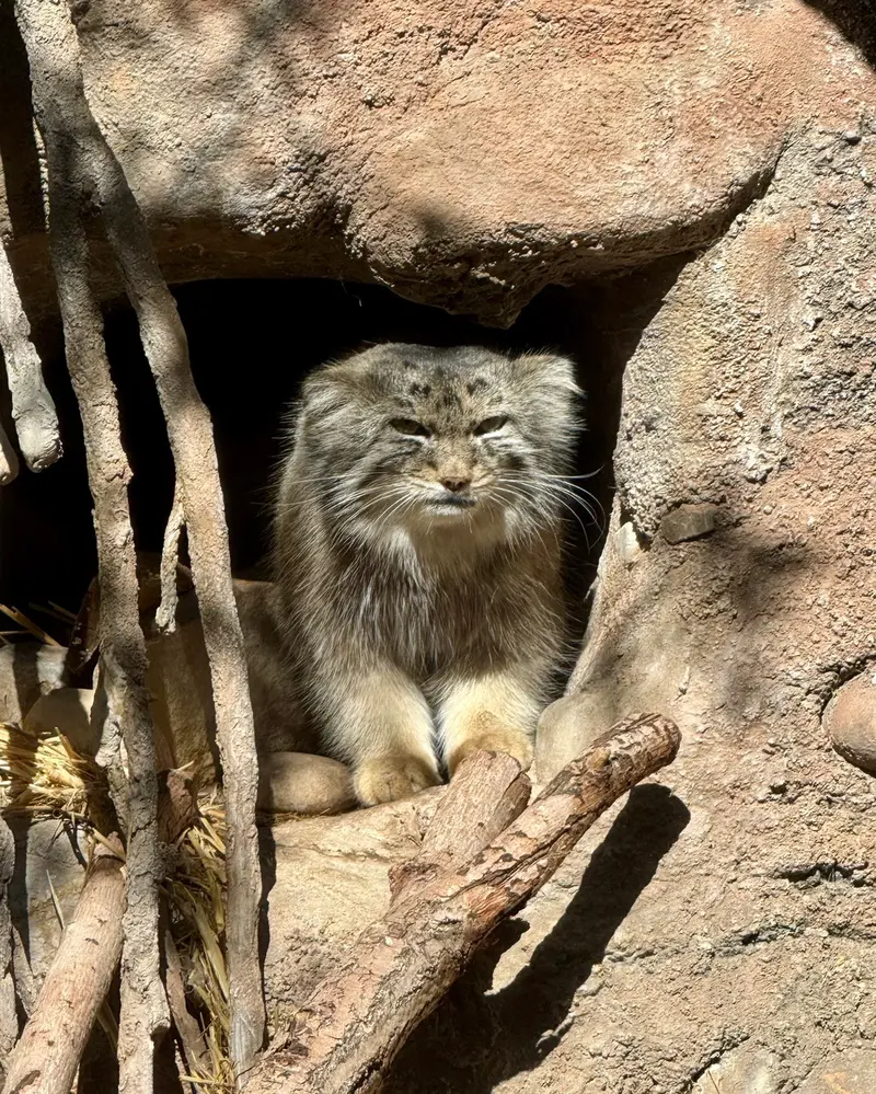 ユタズ・ホグル動物園のフィラリスの写真
