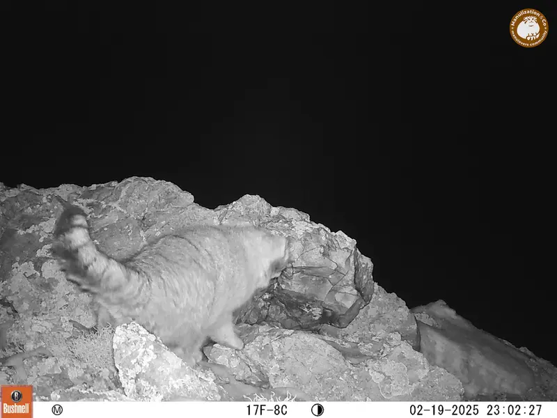 ベッショキー1カメラトラップで撮影したOtocolobus manul manulの写真