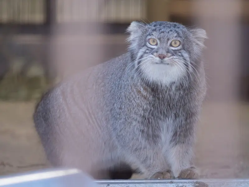 野毛山動物園のフィーガの写真