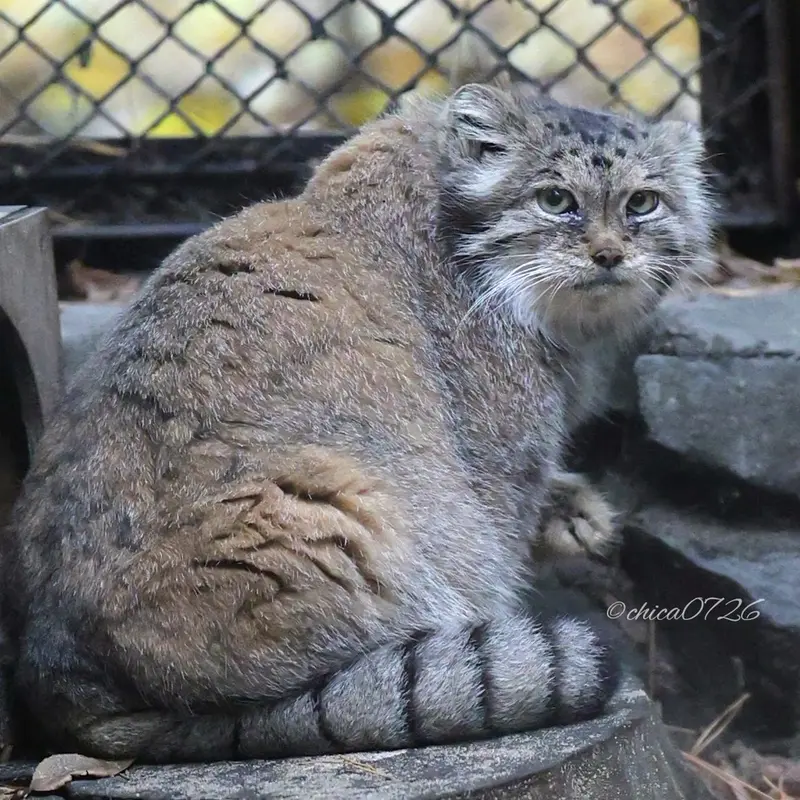 ノヴォシビルスク動物園のラストチカの写真