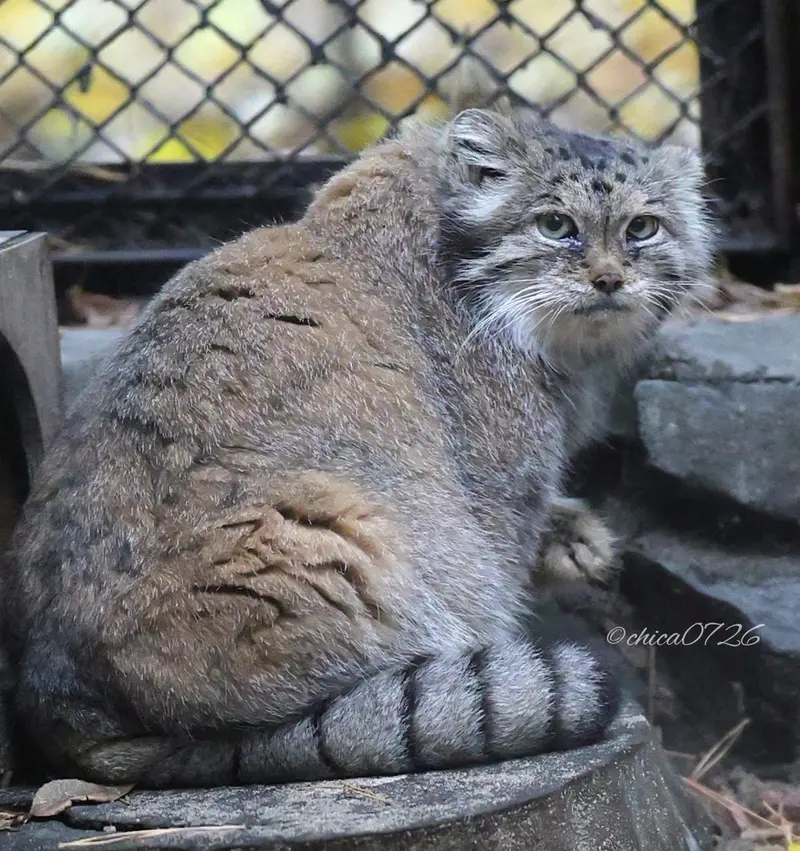 ノヴォシビルスク動物園のラストチカの写真