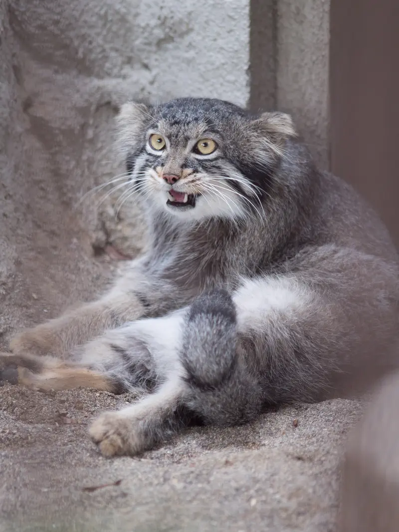 野毛山動物園のフィーガの写真