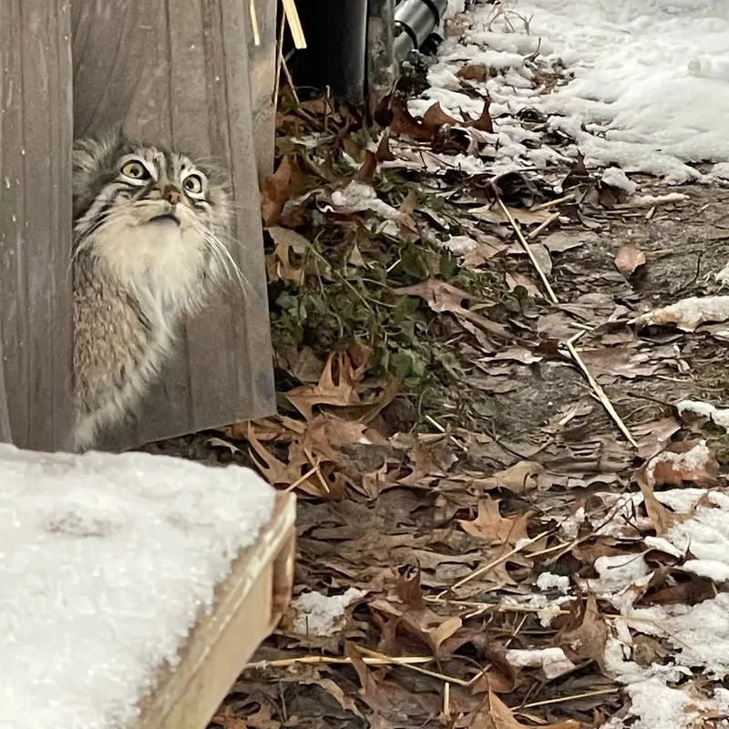 ニアビ動物園のイーヴィーの写真