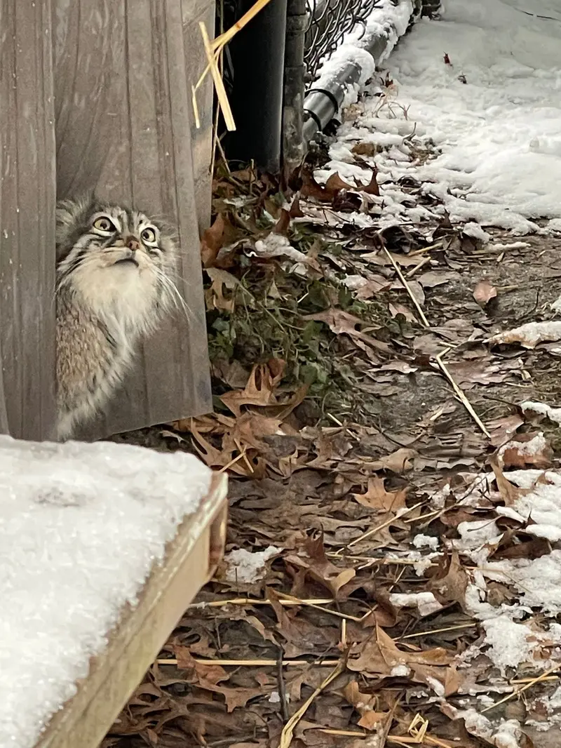 ニアビ動物園のイーヴィーの写真