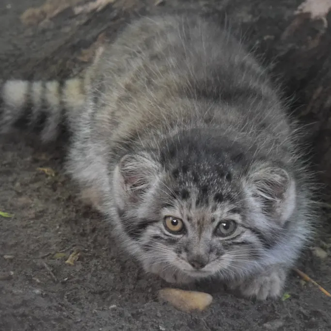 ブダペスト動物園＆植物園のボリス Ⅱの写真