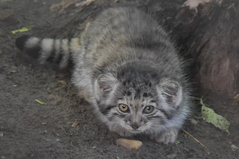 ブダペスト動物園＆植物園のボリス Ⅱの写真