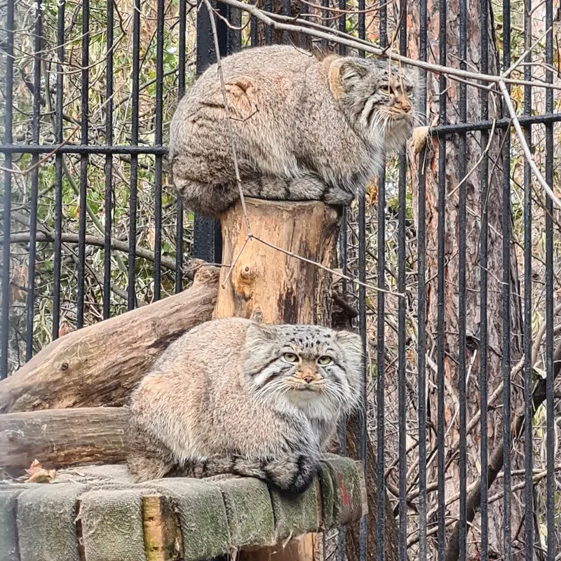 ノヴォシビルスク動物園のキムとスキフの写真