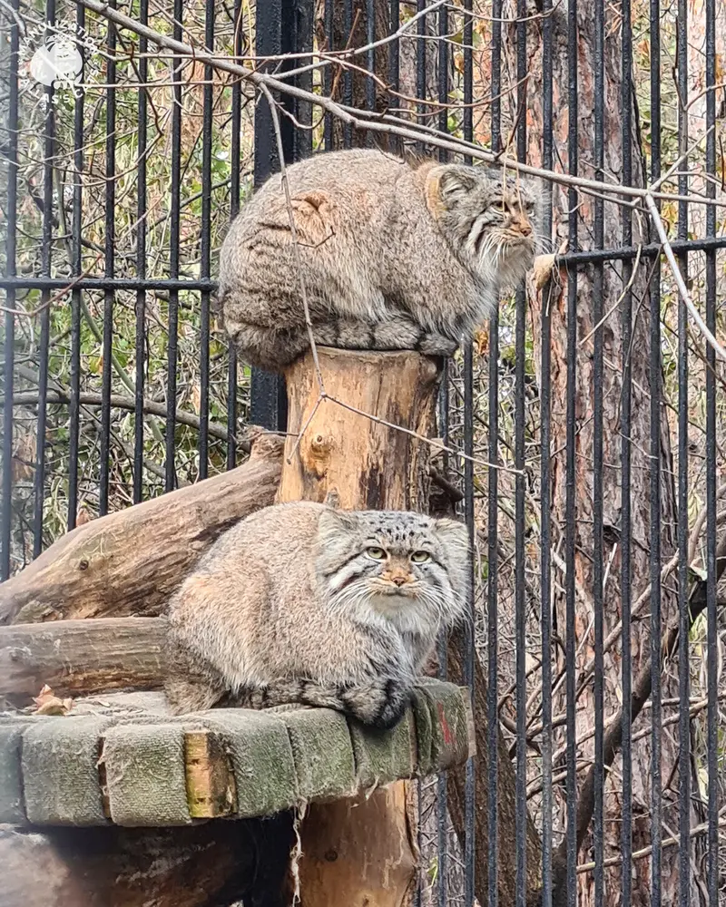 ノヴォシビルスク動物園のキムとスキフの写真