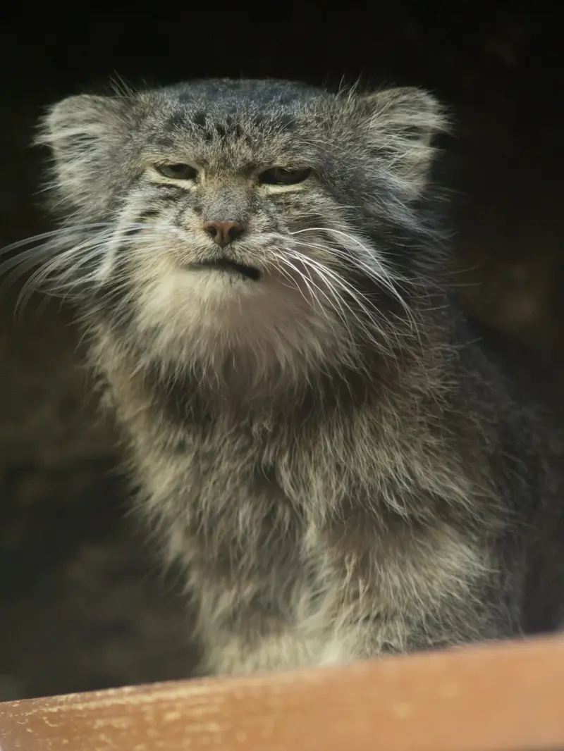 恩賜上野動物園のクリョンの写真