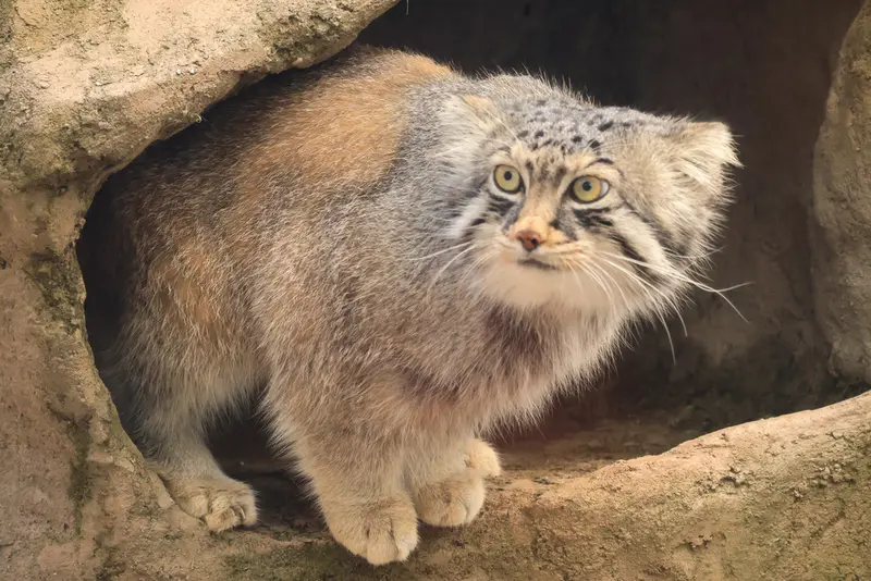 埼玉県こども動物自然公園のロータスの写真