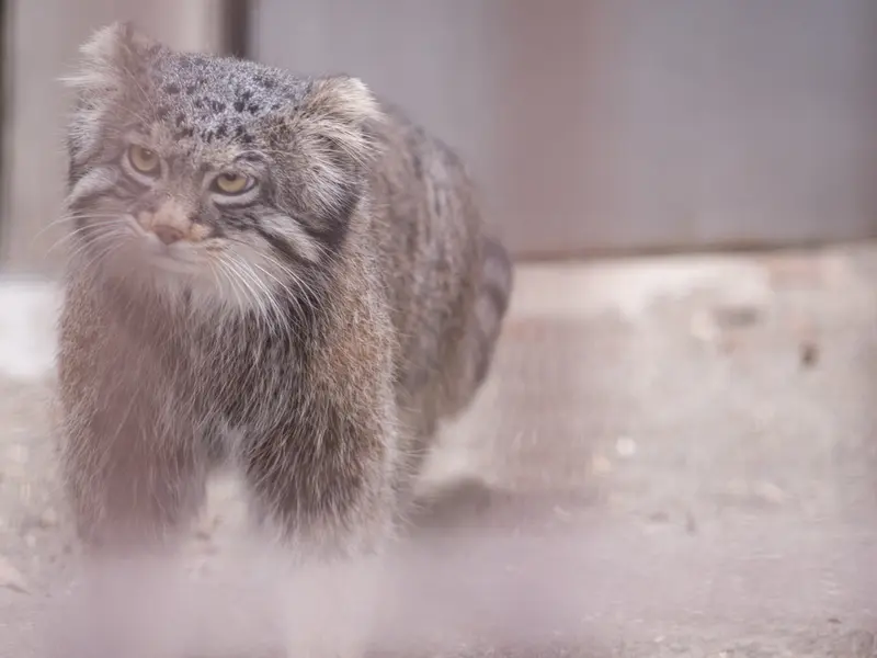 野毛山動物園のフィーガの写真