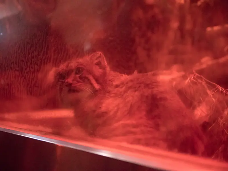 恩賜上野動物園のナイマの写真
