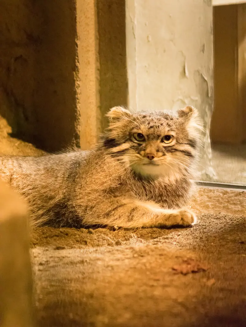 野毛山動物園のフィーガの写真