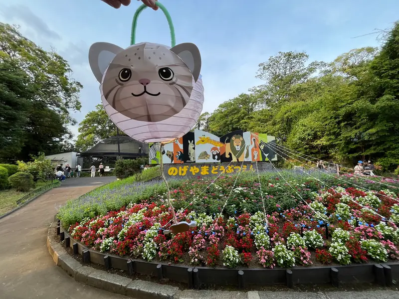 野毛山動物園のマヌルネコの写真
