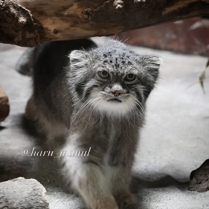 恩賜上野動物園のクリョンの写真