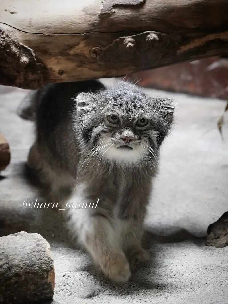 恩賜上野動物園のクリョンの写真