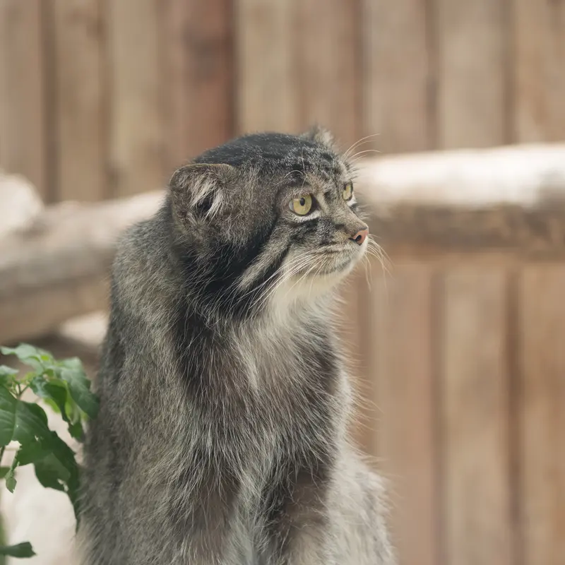神戸どうぶつ王国のナルの写真