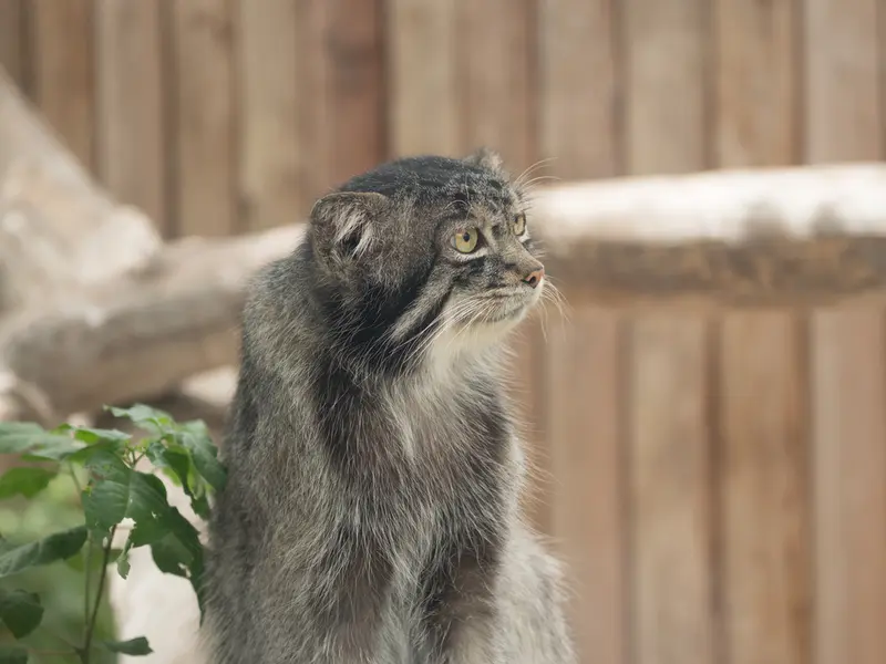 神戸どうぶつ王国のナルの写真