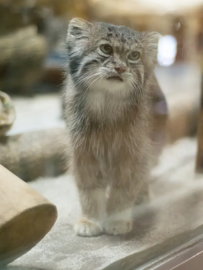 恩賜上野動物園のクリョンの写真