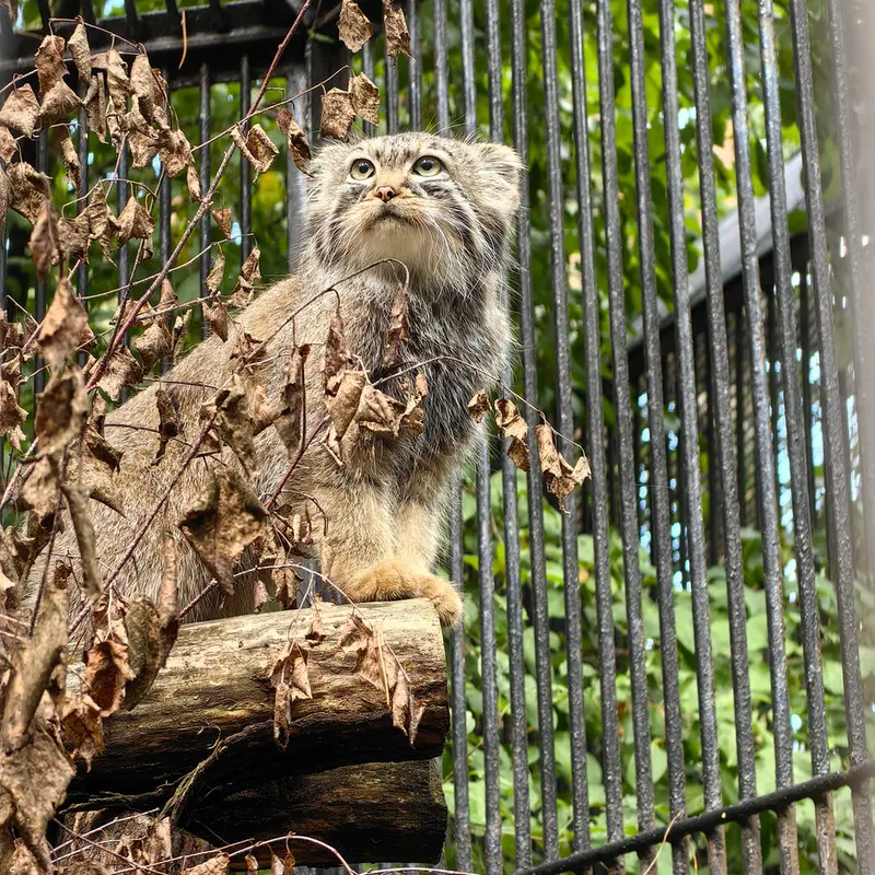 ノヴォシビルスク動物園のガビの写真