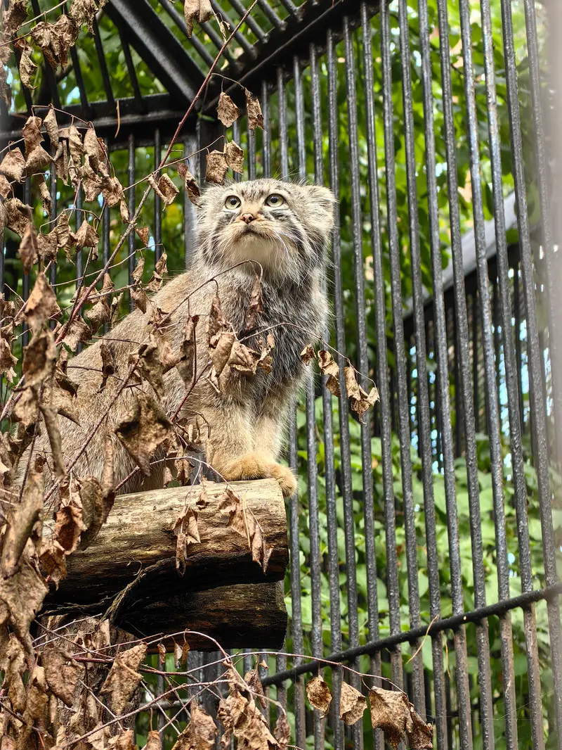ノヴォシビルスク動物園のガビの写真